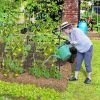 Garden Trellis for Flower Vine Vegetable Fruit Pea